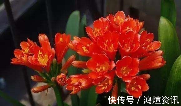 垃圾桶旁边一堆快死的花,到底该不该捡悄悄拎回家赚大发了