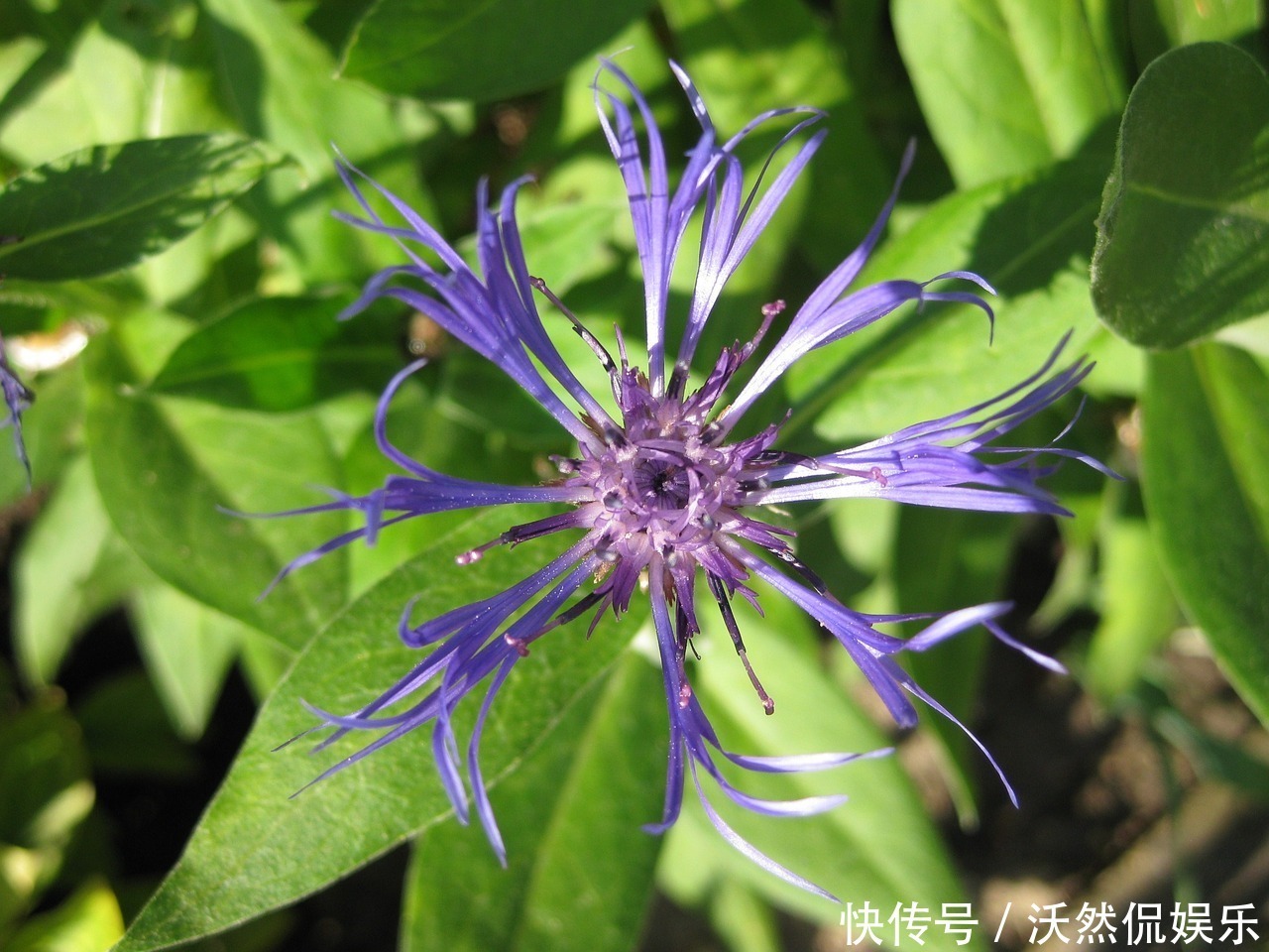 此花象征着幸福优雅,深受德国人喜爱,被誉为德国的国花