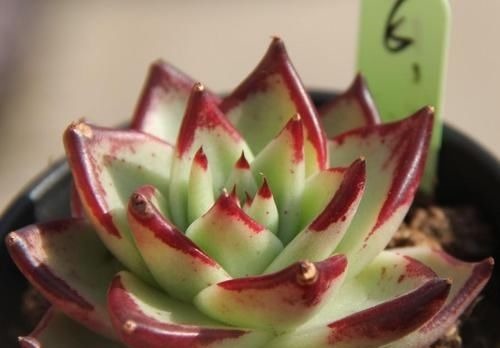 养多肉乌木,狠心折磨一年,挺拔又亮丽,人人见了都夸美