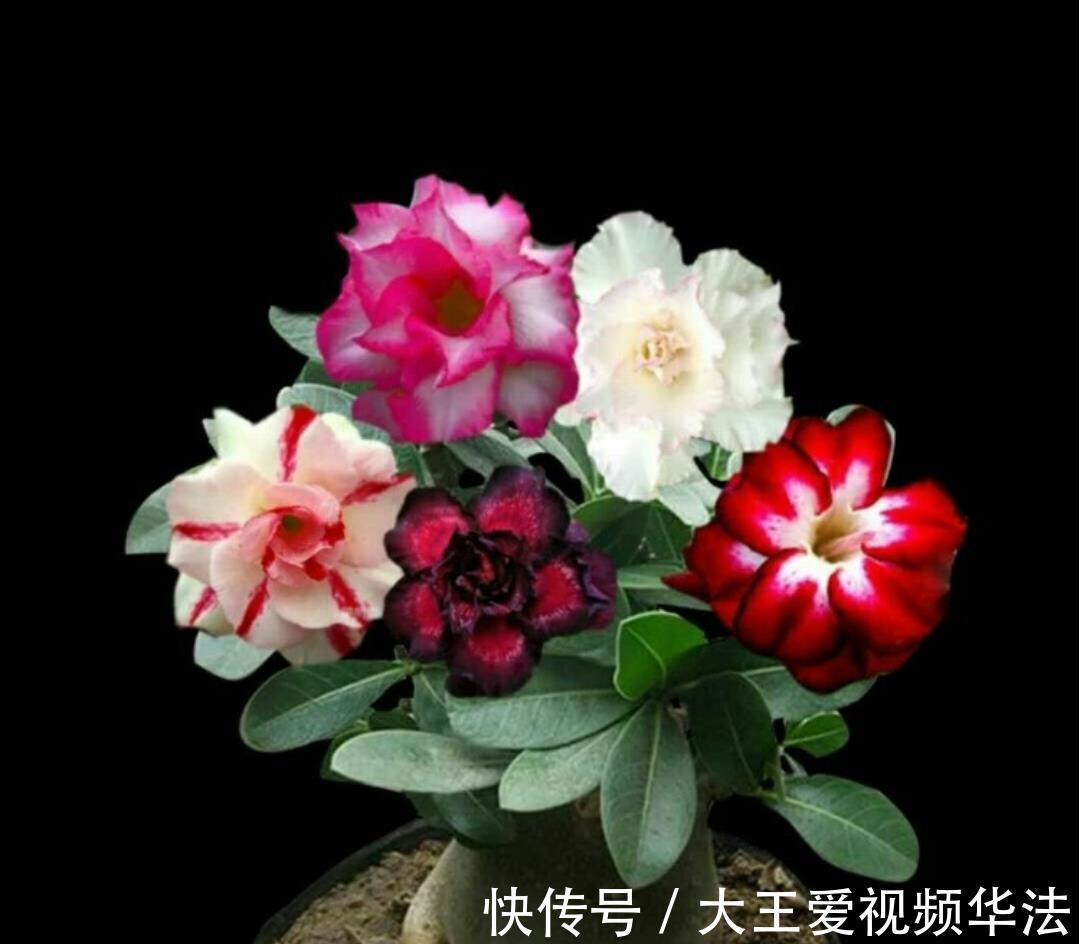 浇水|秋季怎么养殖沙漠玫瑰狠心做好4件事，开花多又漂亮