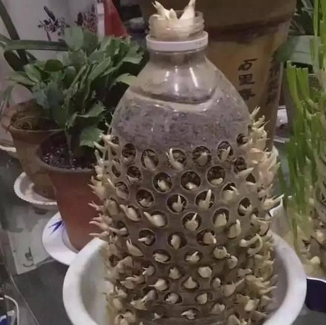 做芽苗菜|家里的塑料油桶别扔,有3个“妙用”,种菜效率高,扦插生根快