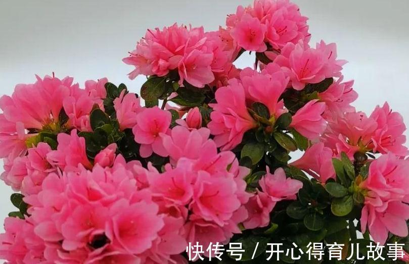 杜鹃花养不活,避开4个错误观点,枝繁叶茂,花开旺盛