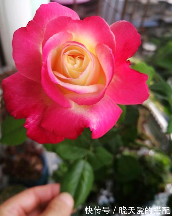 花友|适合新手的三款月季,花型饱满花期长,半封闭阳台也能种