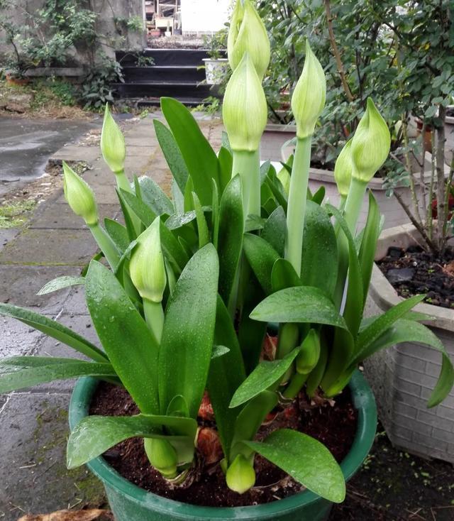 养花技巧这花不是一次性，开完别扔，还能再养7、8年