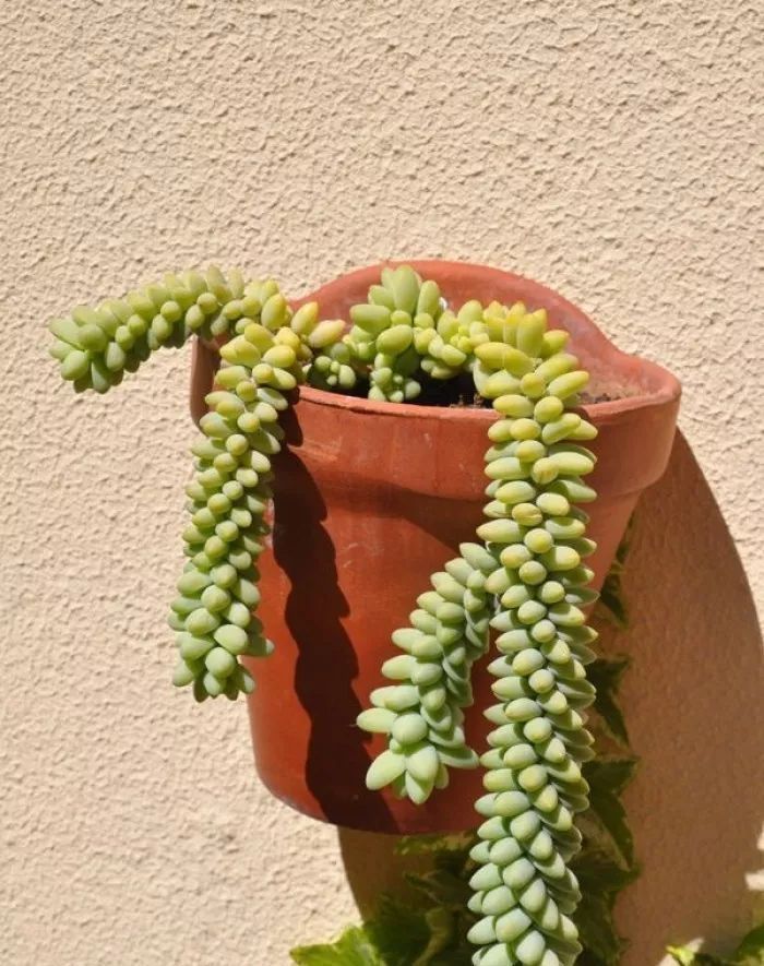 这种多肉吊起来养,所谓像一串串葡萄一样,美爆了