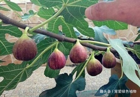腐叶沙质土|养花不如种“水果”,1根枝条插1盆,一结一大筐,吃都吃不完!