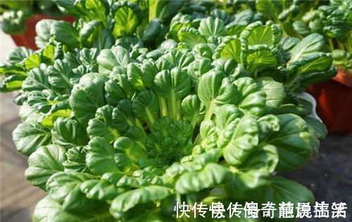白萝卜|霜打过的菜为何甜？这4种菜不怕冻，别错过最后一种，越冷越好吃