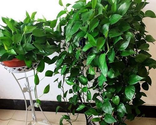  垂吊植物|垂吊类绿植：绿萝、吊兰看腻了!盆栽这些花卉，漂亮、好养