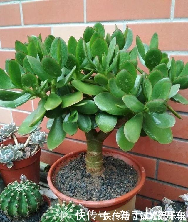 种花|2种花“不值钱”,花匠教3招,几年养成“盆景树”,1盆上千元!