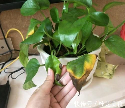 地方|绿萝冬天养,就怕放错位置,室内3处地方要避开