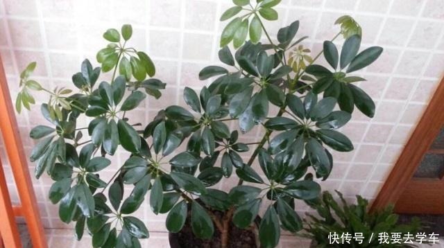 鸭掌木用它养，长得快！方法很简单，只需要盆底埋“12粒”！