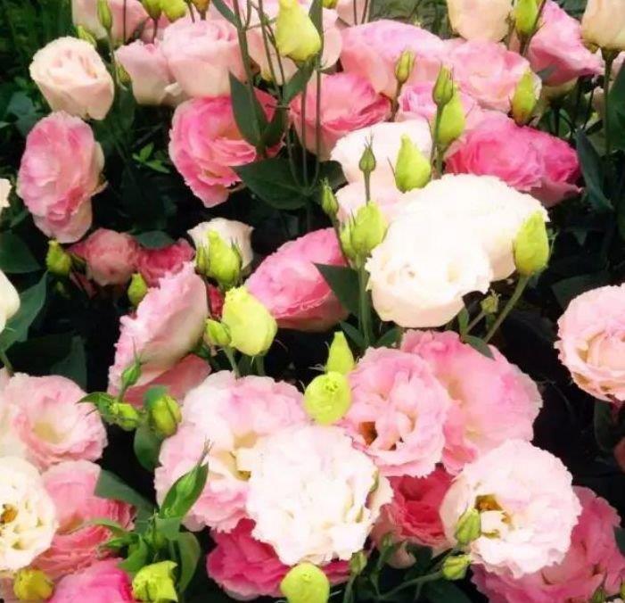 4种花很耐养,沾土就能活,浇水就疯长,绚丽夺目