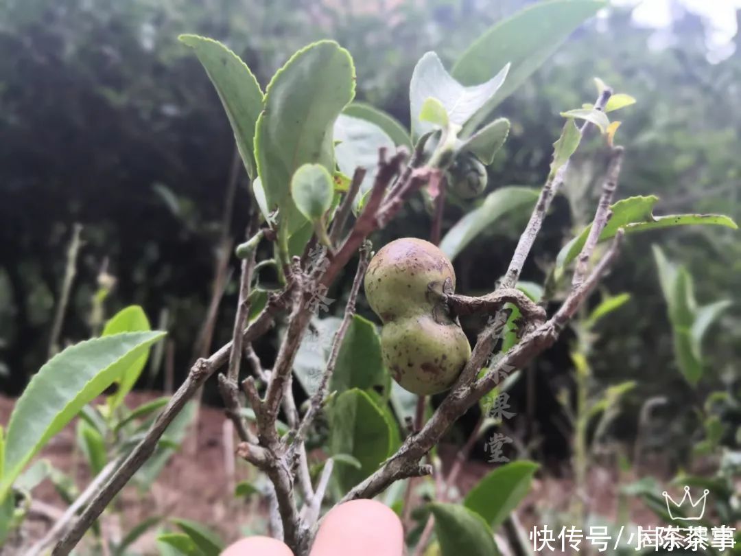 到手的岩茶,是马上喝?还是先放放再喝?一篇文章告诉你正确答案