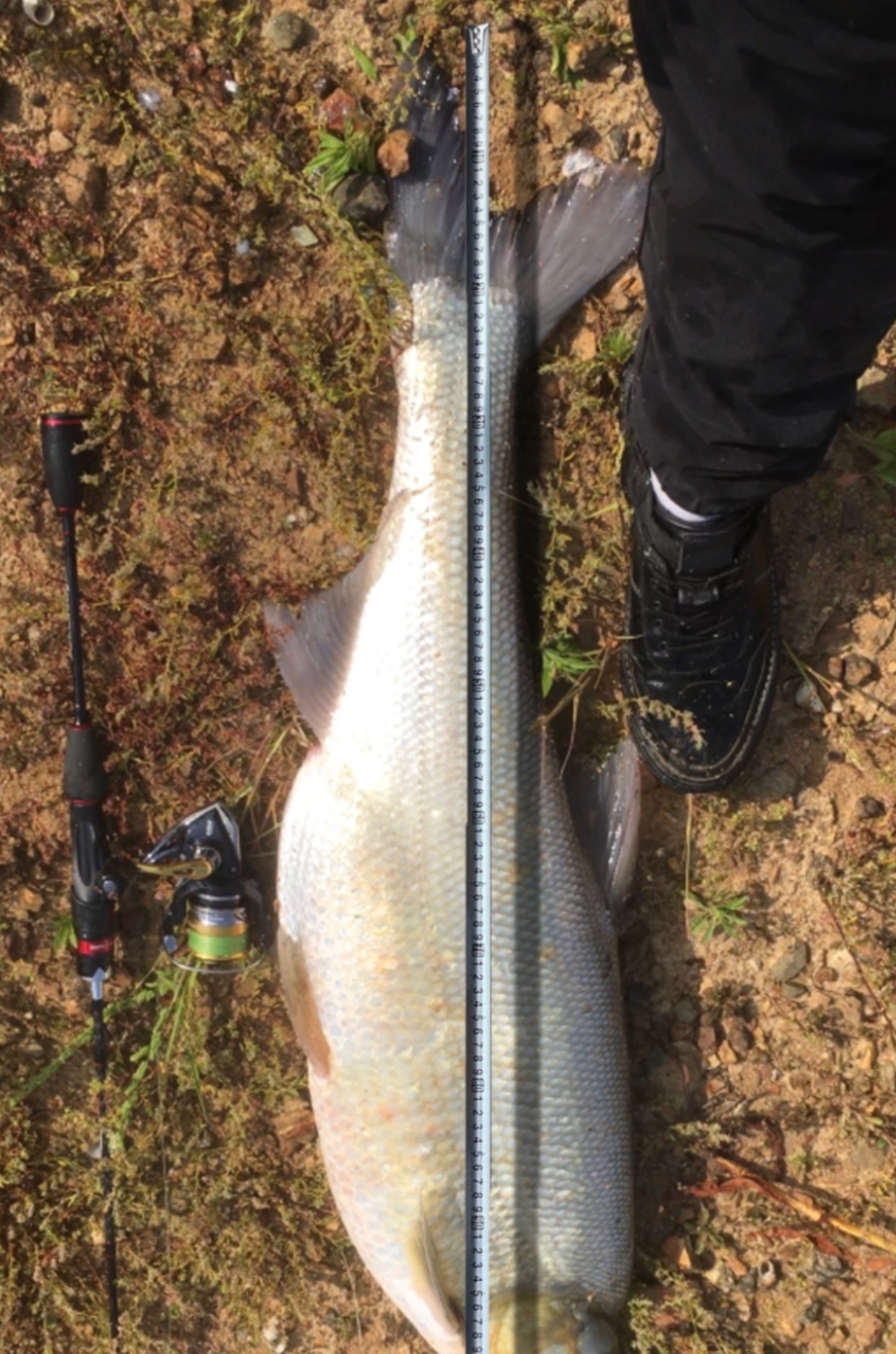 翘嘴|夏季夜钓翘嘴,带什么饵都别忘带上波爬