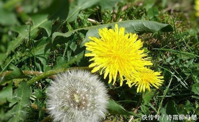 蒲公英泡水喝有讲究,四大好处和三大禁忌一定要了解