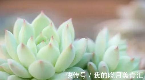 论怎样为变丑的多肉植物整容