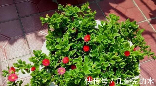 人养花,花亦养人!8种能“吃”的花,漂亮又美味,建议养一盆!