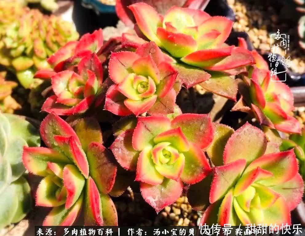 蚧壳虫|远嫁他乡,多肉是我孤寂时最美的陪伴!