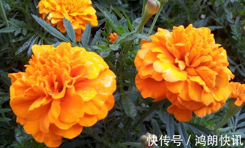 长寿|此花是代表了健康长寿的花,寓意着活泼爽朗的性格,是美好的花