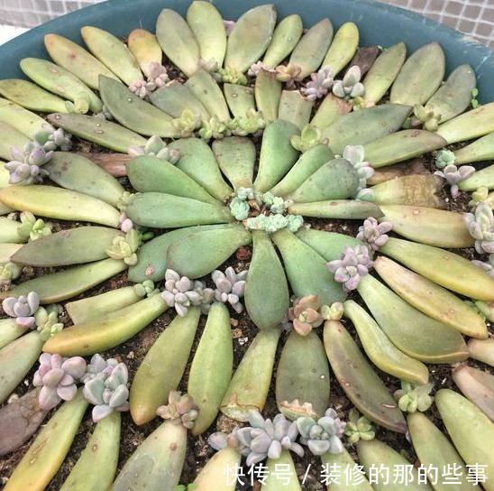 家里没矿的肉友教你一招成为多肉大户,保你一看就会