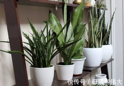 6种“懒人花”,看着很普通,养着很“实惠”,养得越久越觉得好