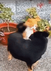 |搞笑GIF:这种场面太尴尬 吓得我赶紧关上了门