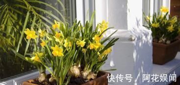 花期|家家都有的调味料,用来养花,杀菌消毒不长虫,花期延长好几倍!