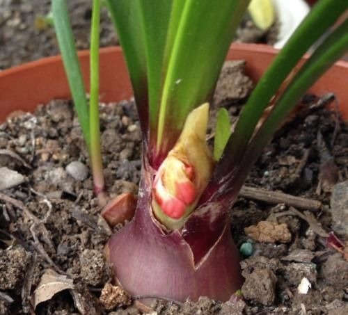 紫根兰|此“花”寒冬季节可赏,花期长达60天,从冬到春,开花不停