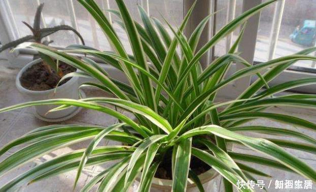 花卉|给花配土换盆的时候，4种东西别乱加，不然花卉难养好