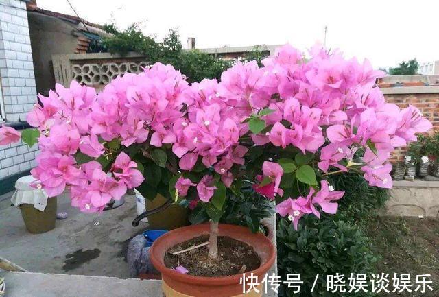 三角梅开花少、不开花学会这“3招”,不出1个月,开成大花球!