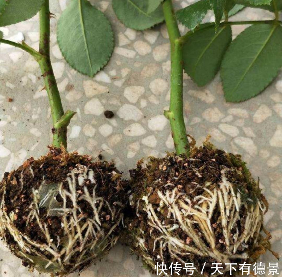 绿萝|一场秋雨一场寒，秋雨后适合扦插6种花，爱生根，爱生长