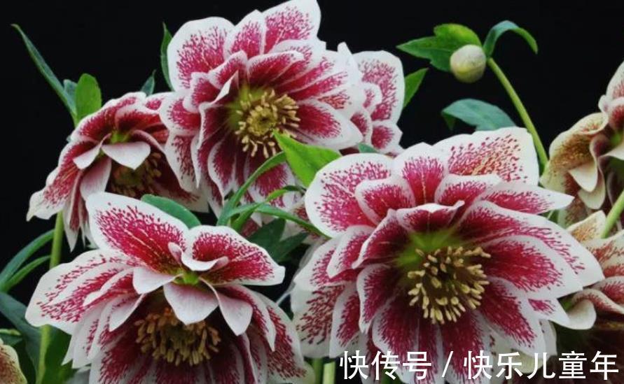 6种漂亮花,现在养一盆正当时,大雪覆盖花更艳,零下20℃也生机