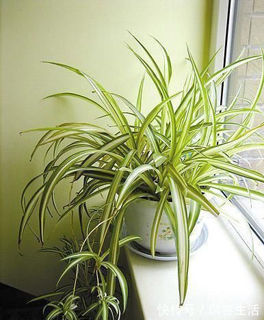 养吊兰,每个月放3粒“它”,一点黄叶也没了,谁见了都说:美