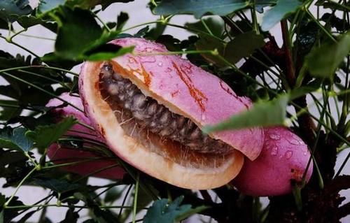 南瓜藤|想长寿先养生，3种食物每天吃点，养胃健脾，帮助消化，减肥瘦身