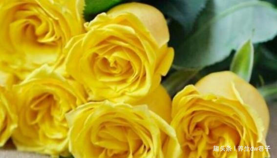 喜欢菊花,就养盆“精品玫瑰”金香玉,花开如桃吐丹霞,亲切妖娆