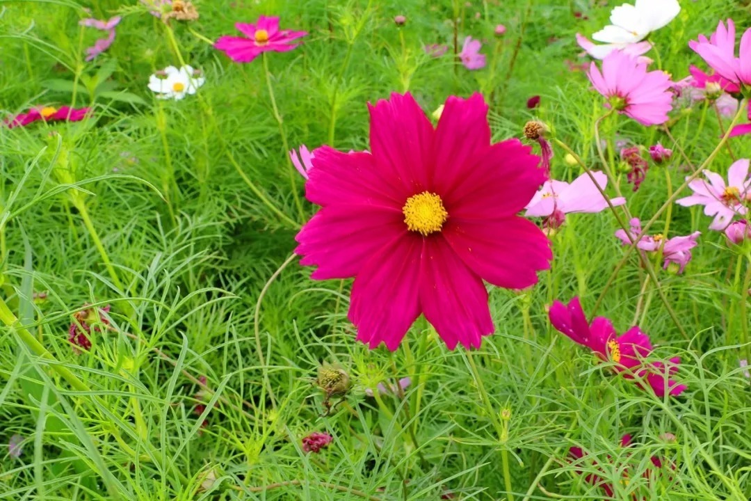 龙和虎&《增广贤文》精华48句,悟透人生有真知