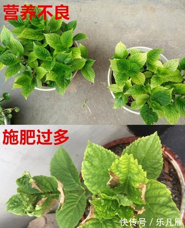 养花技巧快死的花,剪一刀立马活,还能再开花!