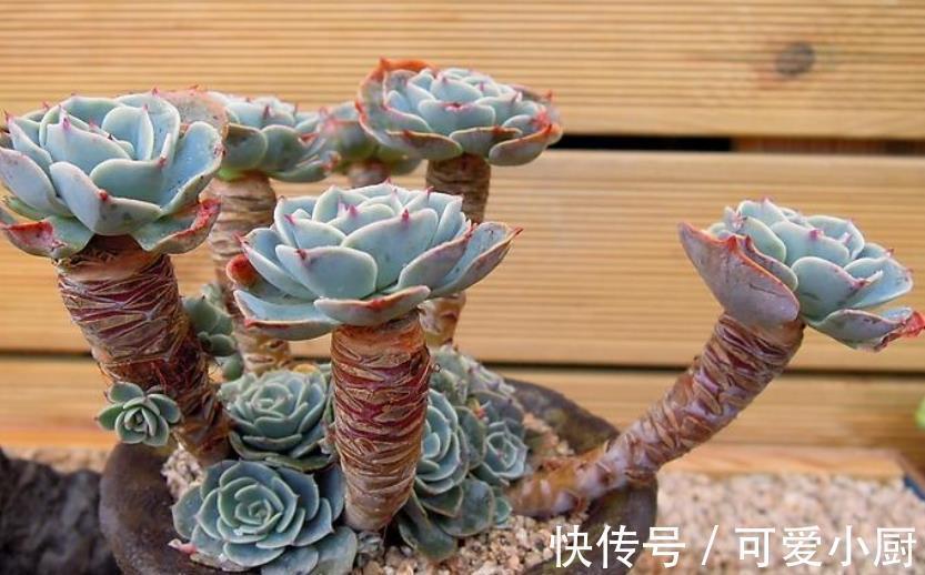 4种漂亮的老桩盆栽,适合穷养,小盆种少浇水,越养越精神