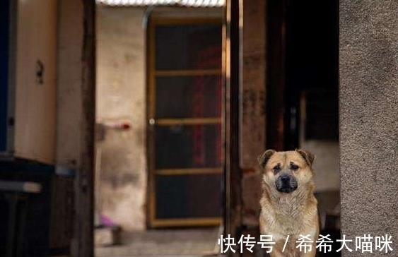 四喜#“宅子现四喜,家中出能人”是什么意思?这四喜指的是什么?