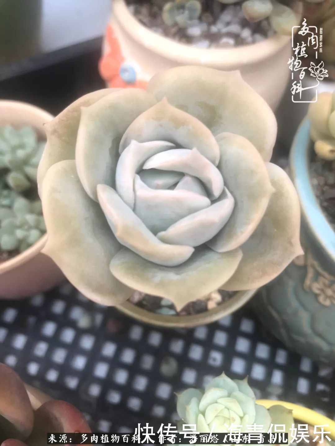 白月影|我和我的“多肉恋人”,怎么样有没有惊艳到你!