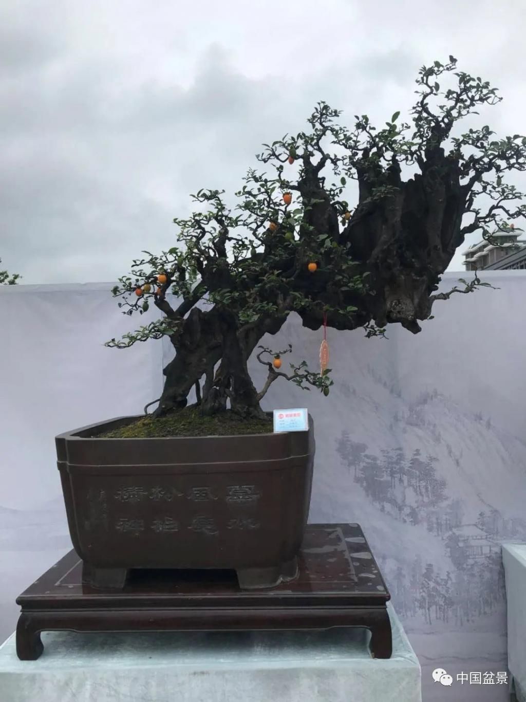 爱好者|这两种盆景能当传家宝,被爱好者当“心头肉”