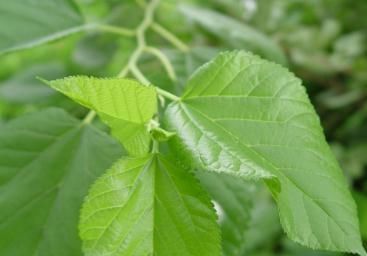 桑叶|桑叶真的可以降血糖吗?桑叶这样吃,降糖效果明显