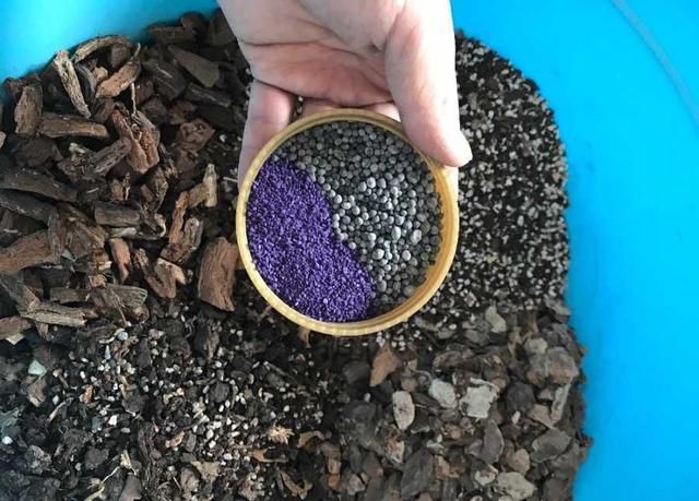 金边虎皮兰|让虎尾兰长侧芽，从3个方面入手，不仅侧芽多，还能养开花