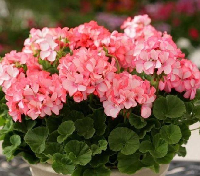 4种花好养易活开花漂亮,养了就爆盆,花团锦簇