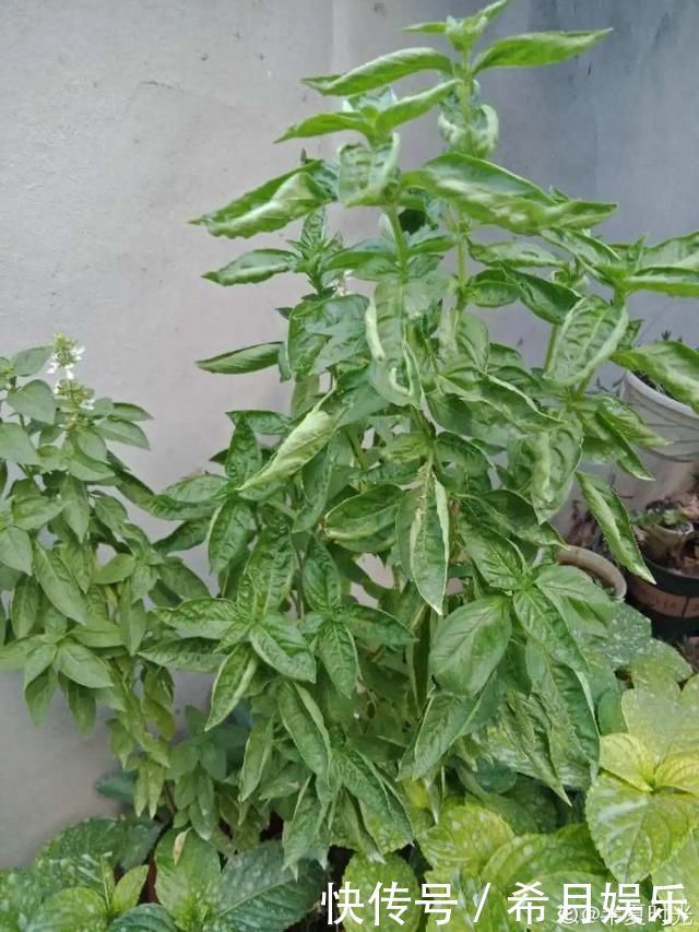 自带香味还能泡水喝的6种花,阳台养一盆,堪比小药箱