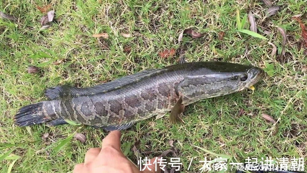 繁殖期|夏天钓黑鱼,民间手竿钓法的操作要点,钓组简单到没浮漂没铅坠