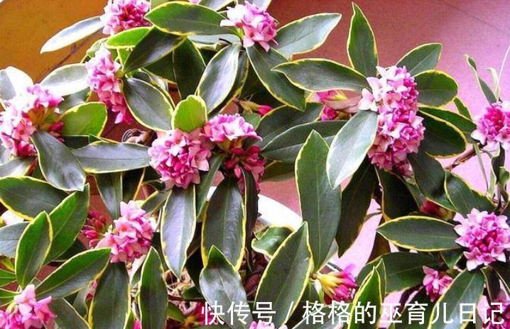 入冬瑞香做好“2足1勤”,不仅开花多,而且香味更足