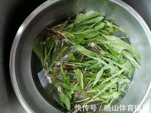 食用|为什么蒲公英被称为“药草皇后”？提醒：泡水时要注意3件事