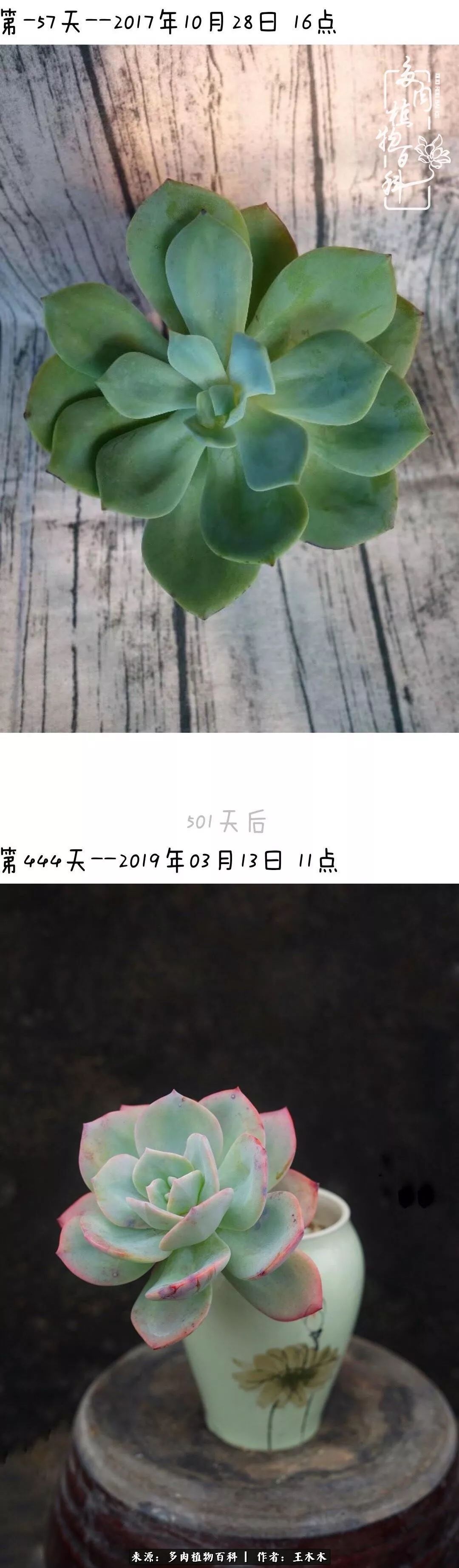 爱上多肉的第三个年头回看励志对比图，感悟岁月静好！