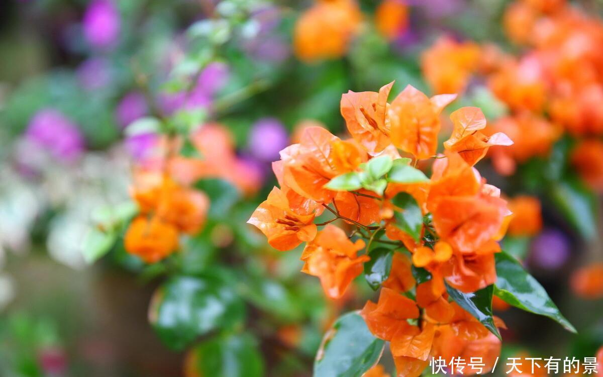 养分|三角梅只长叶不开花，除了光照和养分，再做2件事，能快速长花苞